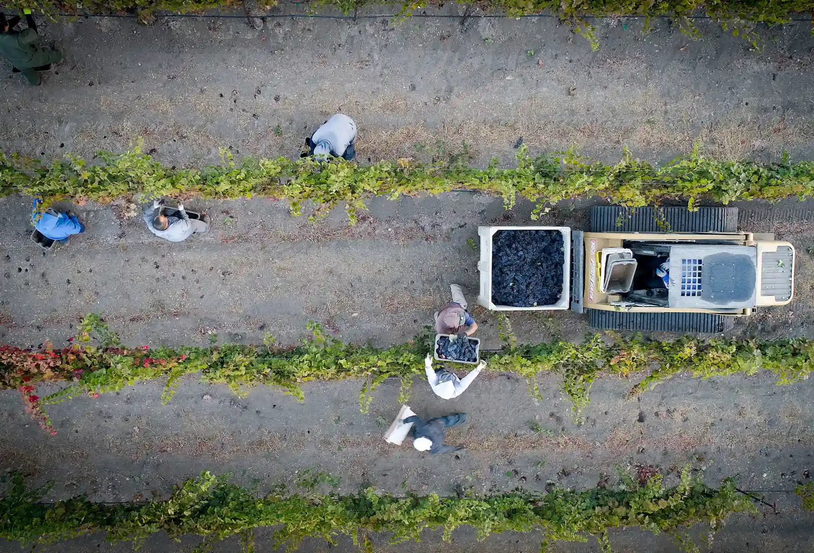 Aerial view of the Opolo harvest crew