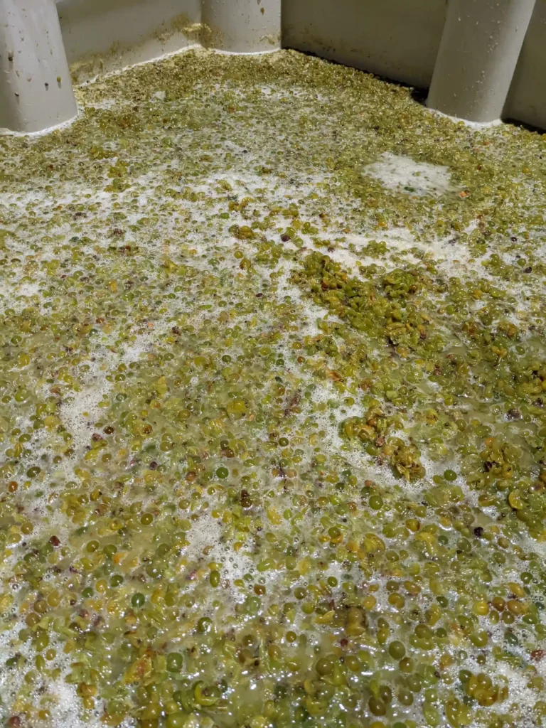 Grapes fermenting