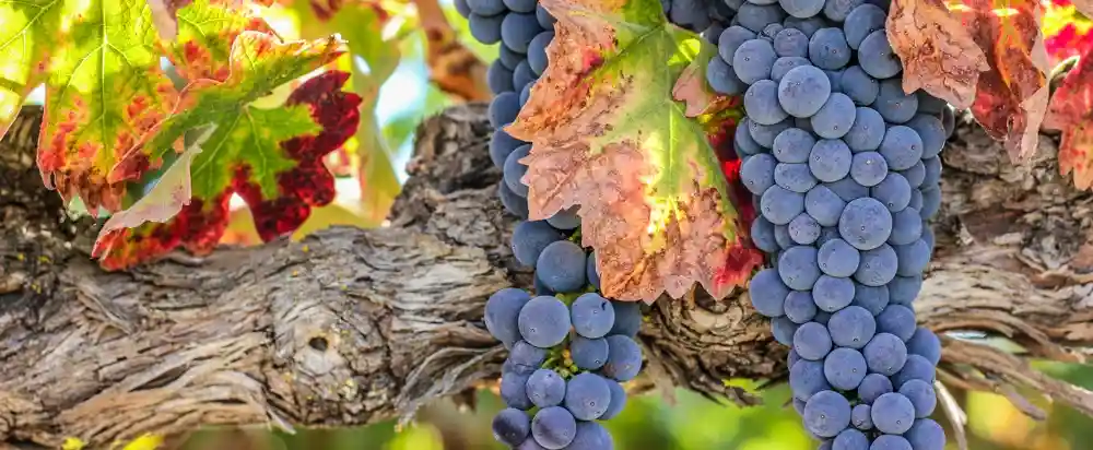 Close up of Opolo Vineyards grape clusters