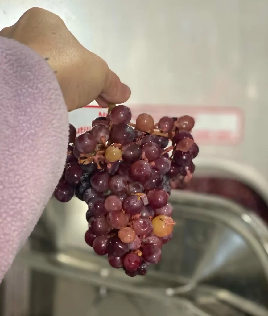 Hands holding a cluster of red wine grapes