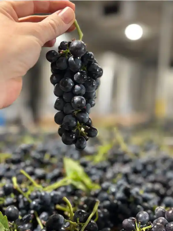 Hand holding a cluster of grapes