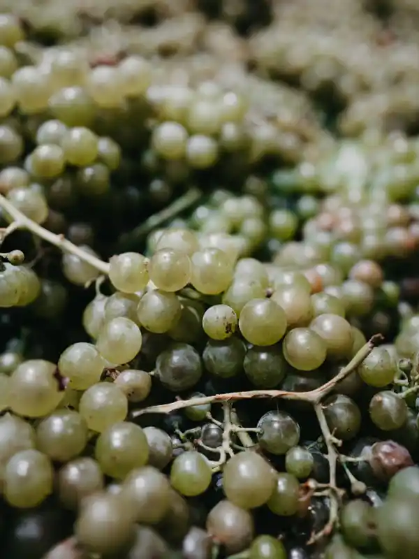 Muscat grape clusters