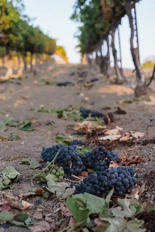 Clusters of grapes on the ground in the vineyard