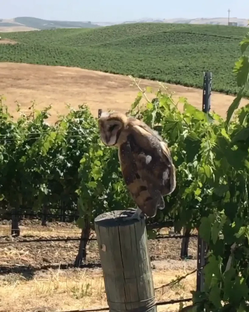 Owl on a vineyard post