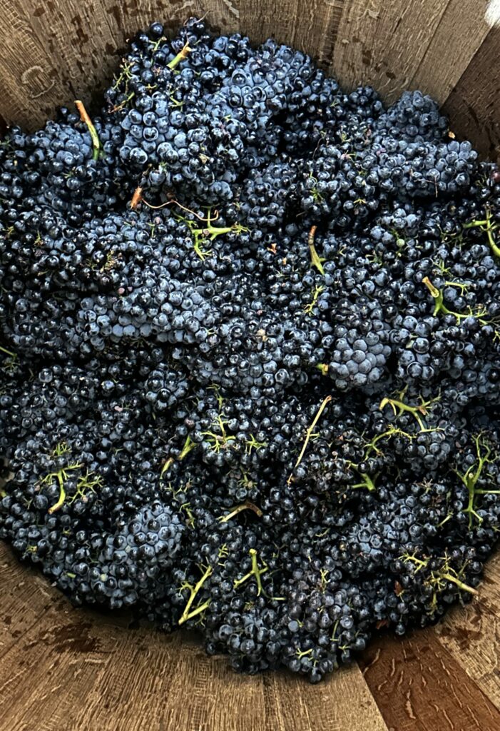 Grapes freshly harvested from Opolo Vineyards