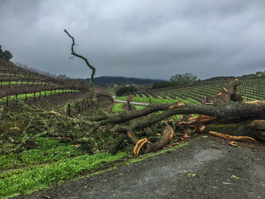 Large storm knocked down a tree at Opolo Vineyards