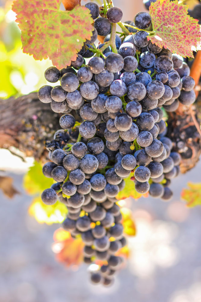 Grapes at Opolo Vineyards