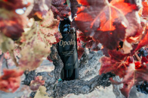 Bottle of Opolo Summit Creek Zinfandel in a tree