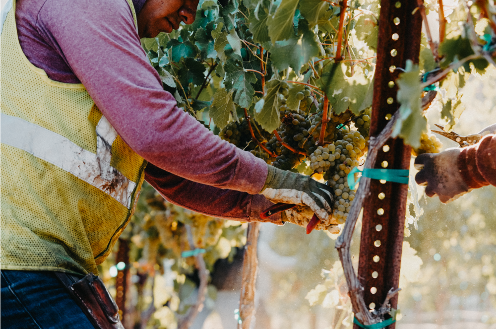 How are Grapes Harvested