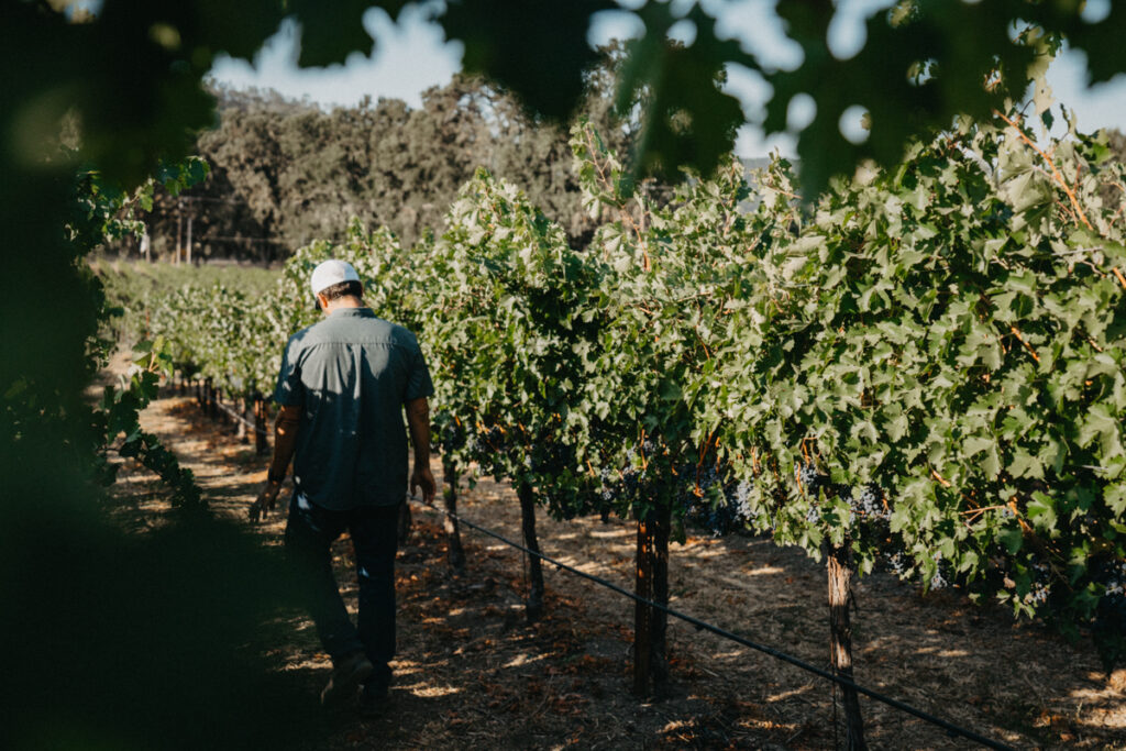 walking through the vineyard