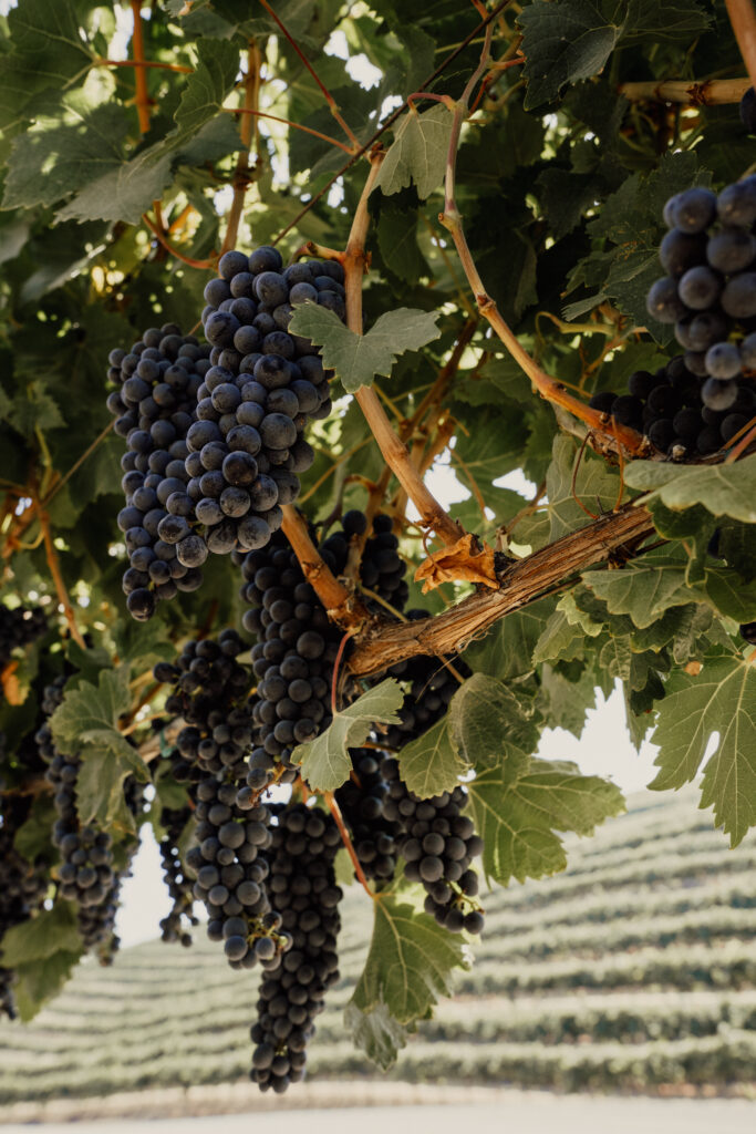 Vranac grapes in vineyard