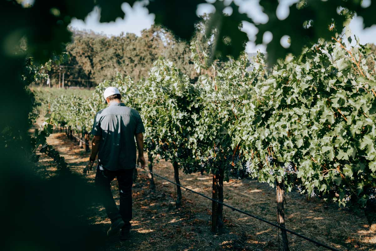 James Schreiner Winemaker Walking Vineyards Harvest 2026 Paso Robles CA