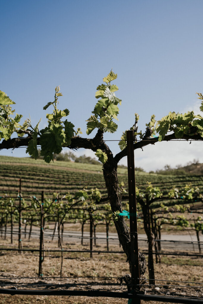 Opolo Vineyard