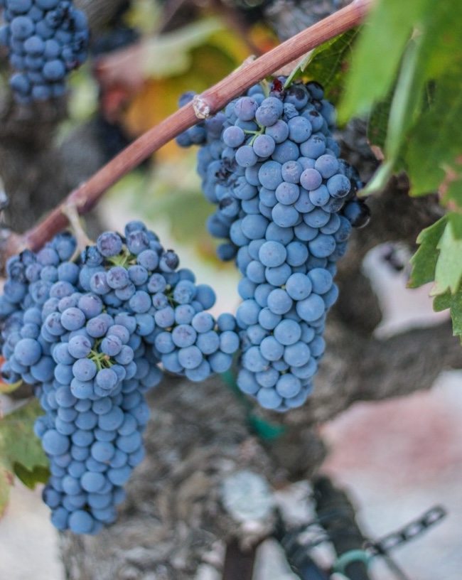 Remo Belli Zinfandel Harvest - Opolo Wines