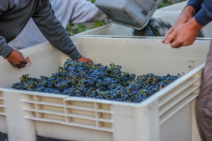 Remo Belli Zinfandel Harvest - Opolo Wines