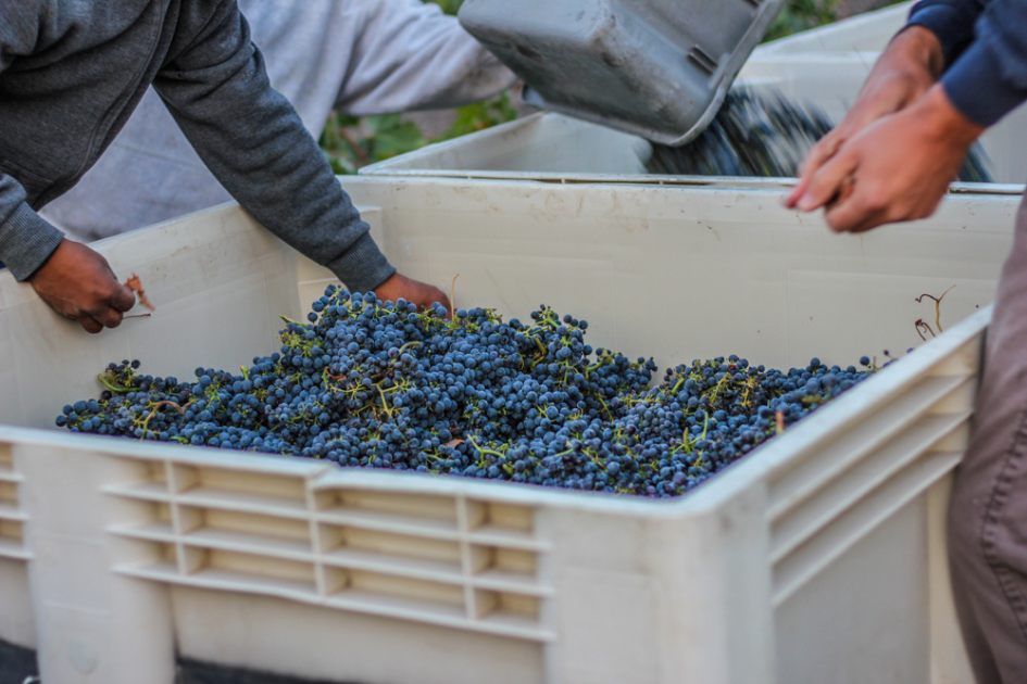 Remo Belli Zinfandel Harvest - Opolo Wines