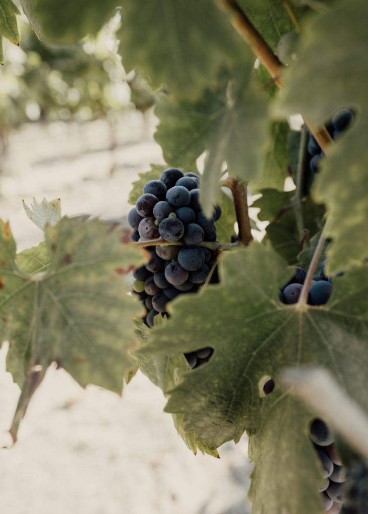 Opolo Grapes on the Vine