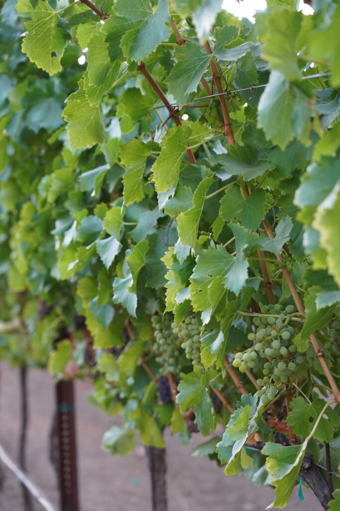 Harvest 2026 - Opolo
