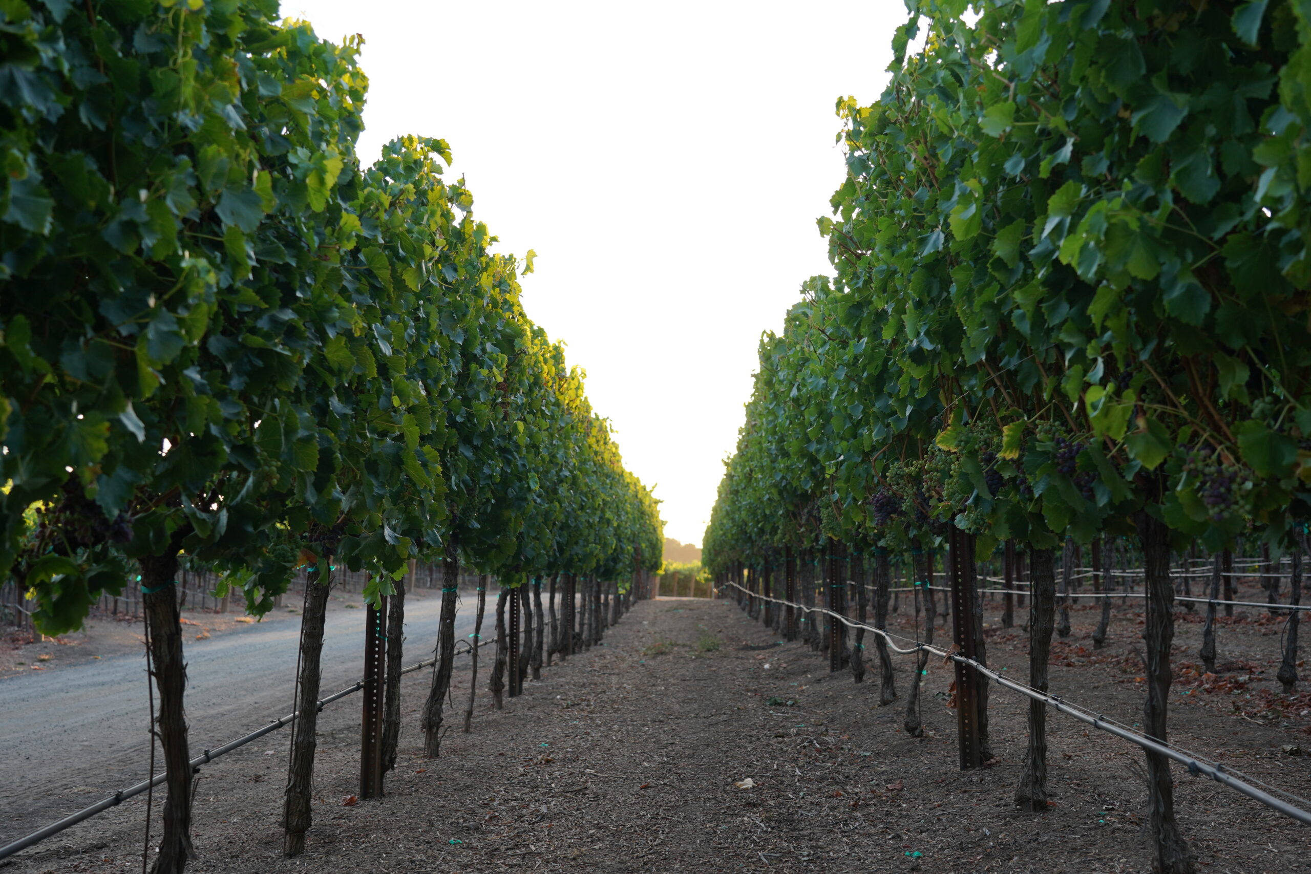 Vineyard Row - Opolo