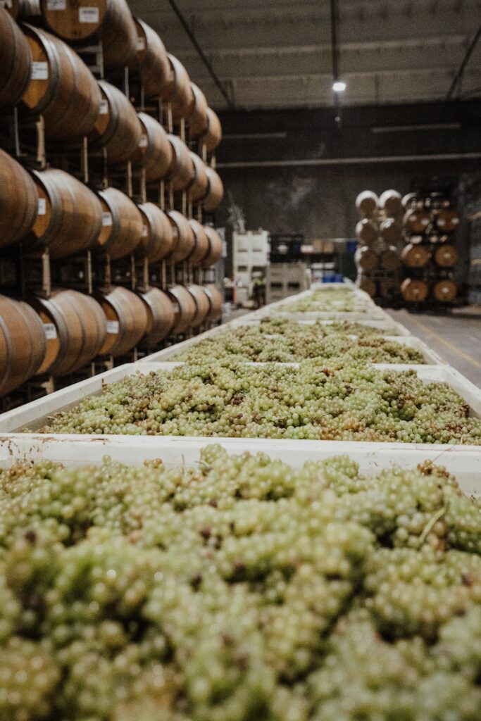 Harvest 2026 in the Opolo Cellar, Muscat Grapes